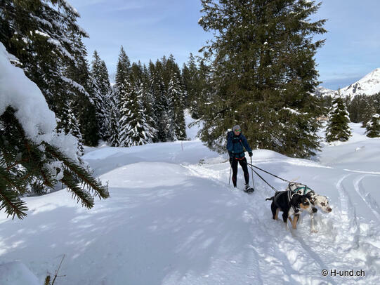 Fitt für den Winter:Vorbereitung mit Hund