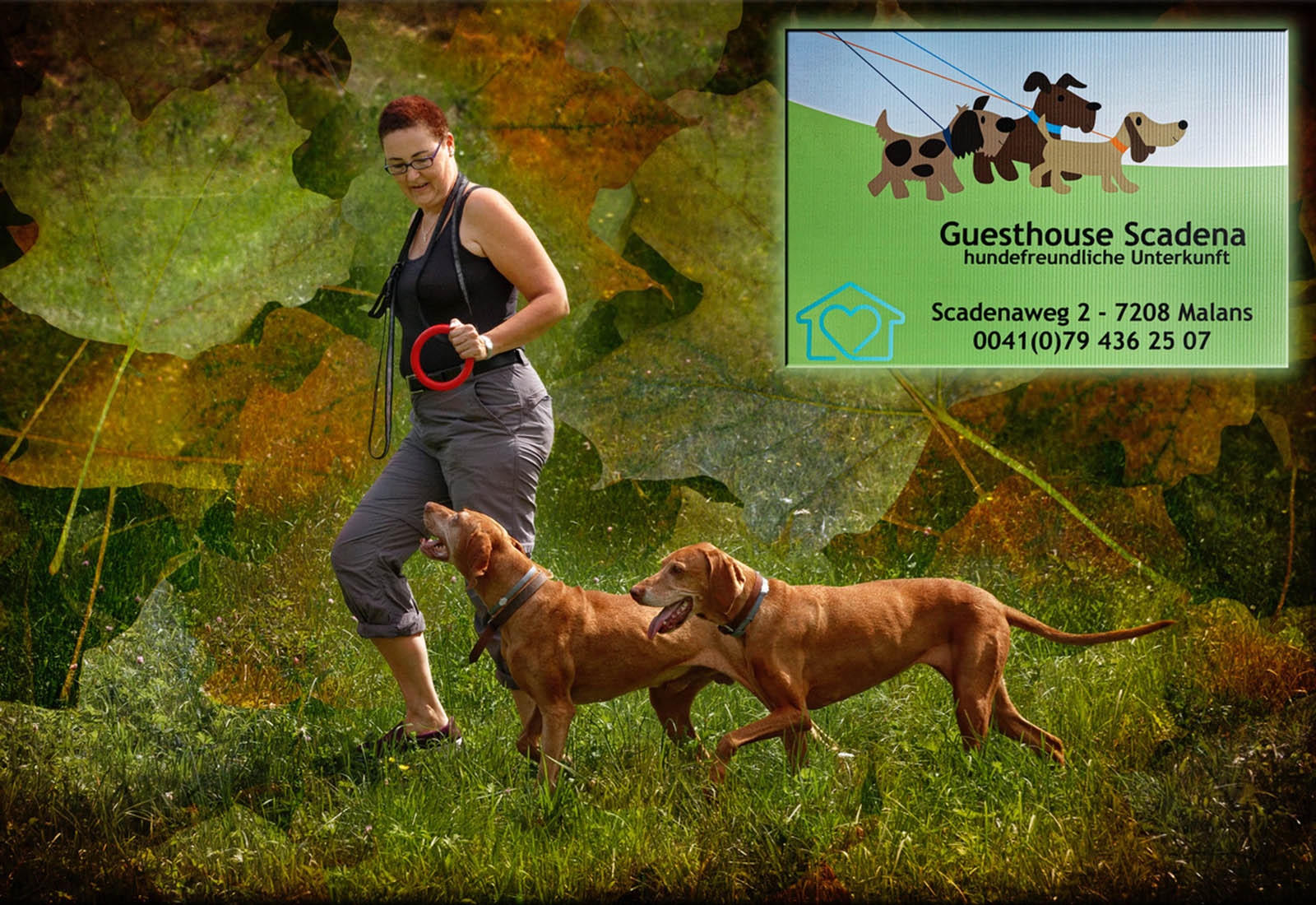 2 hunde kennenlernen