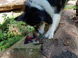 Gioco di ricerca per cani