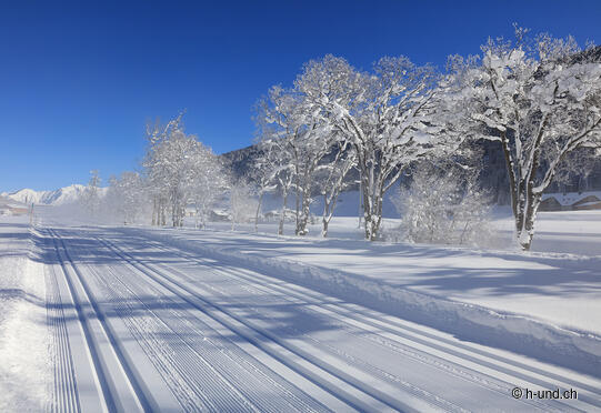 Hundeloipe Bolgen - Frauenkirch Davos