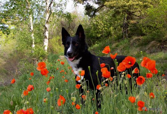 Hohtenn - Ausserberg