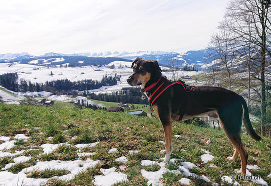 Köbelisberg Rundwanderung