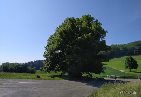 Linner lime tree - shrouded in legend