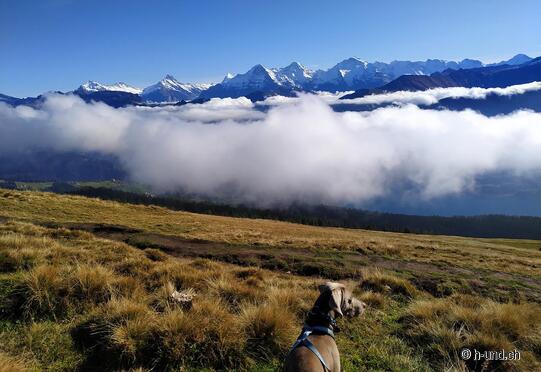Niederhorn - der Sonne entgegen.