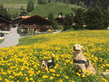 Alloggi Reka-Dog a Rougemont