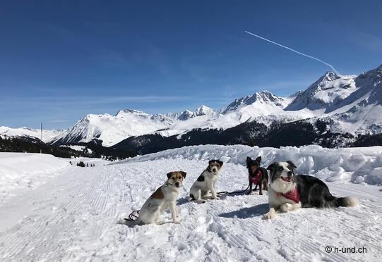 Tschuggenhütte und Bärenland