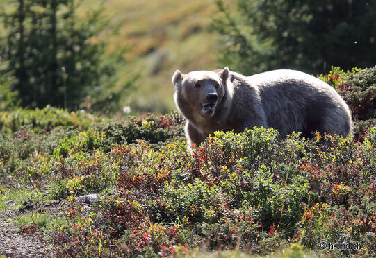 Das Arosa Bärenland