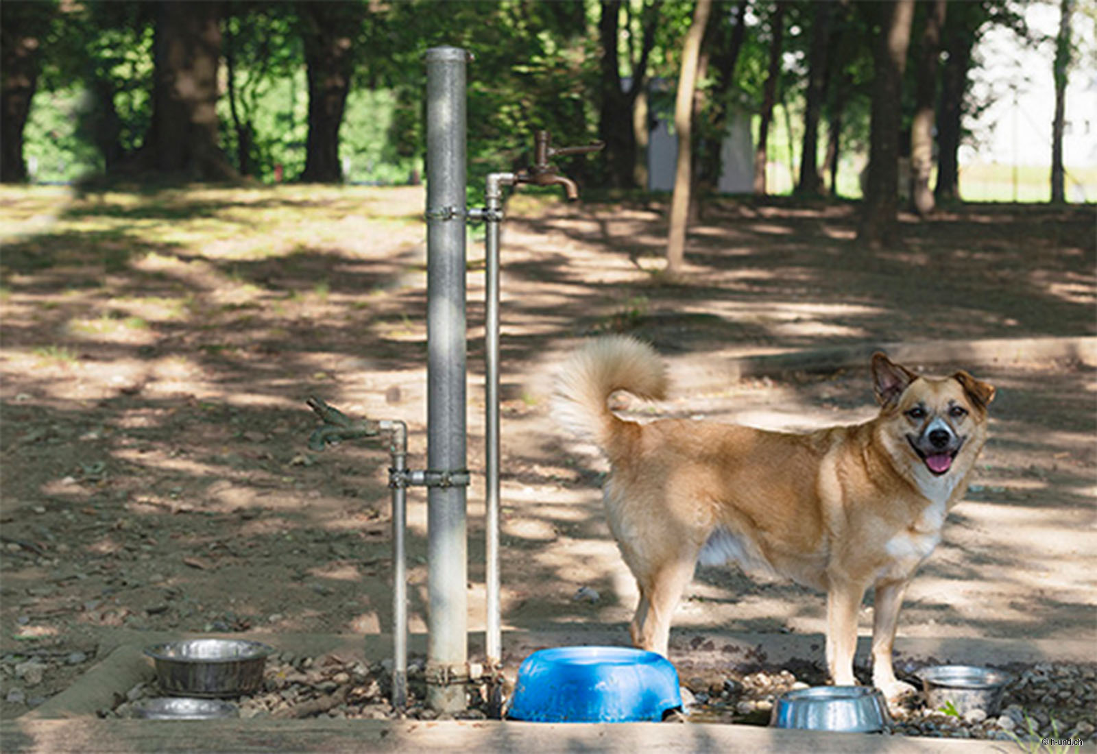 Dog Park Rugi, Lugano